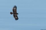Aigle pomarin, Clanga pomarina