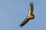 Vautour fauve, Gyps fulvus