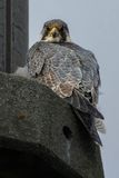 Faucon plerin, Falco peregrinus 