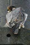Faucon plerin, Falco peregrinus 
