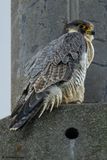 Faucon plerin, Falco peregrinus 