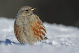 Accenteur alpin, Prunella collaris