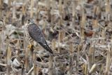 Faucon merillon, Falco columbarius