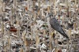Faucon merillon, Falco columbarius