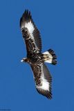 Aigle royal, Aquila chrysaetos