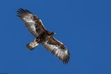 Aigle royal, Aquila chrysaetos