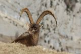 Bouquetin des Alpes, Capra ibex
