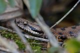 Vipre aspic, Vipera aspis aspis