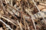 Vipre aspic, Vipera aspis aspis