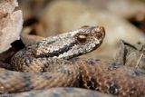 Vipre aspic, Vipera aspis aspis