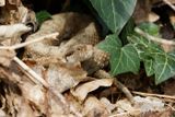 Vipre aspic, Vipera aspis aspis
