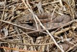Vipre aspic, Vipera aspis aspis