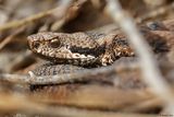 Vipre aspic, Vipera aspis aspis