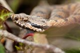 Vipre aspic, Vipera aspis aspis
