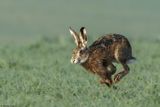 Livre dEurope, Lepus europaeus