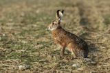 Livre dEurope, Lepus europaeus