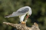 Elanion blanc, Elanus caeruleus