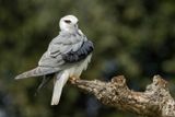 Elanion blanc, Elanus caeruleus