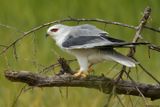 Elanion blanc, Elanus caeruleus