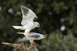 Elanion blanc, Elanus caeruleus