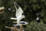 Elanion blanc, Elanus caeruleus