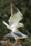 Elanion blanc, Elanus caeruleus
