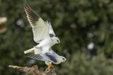 Elanion blanc, Elanus caeruleus