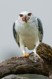 Elanion blanc, Elanus caeruleus