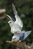 Elanion blanc, Elanus caeruleus