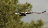 Aigle ibrique, Aquila adalberti