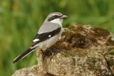 Pie-griche mridionale, Lanius meridionalis