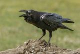 Grand Corbeau, Corvus corax