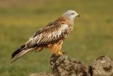 Milan royal, Milvus milvus