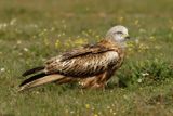 Milan royal, Milvus milvus