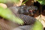 Vipre pliade, Vipera berus berus