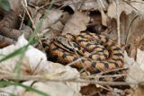 Vipre aspic, Vipera aspis aspis