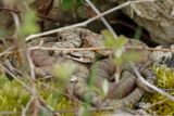 Vipre aspic, Vipera aspis aspis