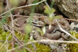 Vipre aspic, Vipera aspis aspis