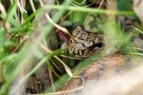 Vipre aspic, Vipera aspis aspis