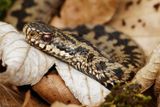 Vipre pliade, Vipera berus berus
