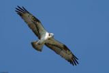 Balbuzard pcheur, Pandion haliaetus