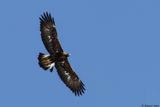 Aigle royal, Aquila chrysaetos