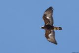 Aigle royal, Aquila chrysaetos