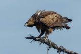 Aigle pomarin, Clanga pomarina