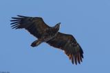 Aigle pomarin, Clanga pomarina