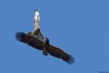 Aigle pomarin, Clanga pomarina