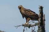Aigle pomarin, Clanga pomarina