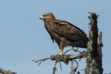 Aigle pomarin, Clanga pomarina