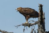 Aigle pomarin, Clanga pomarina