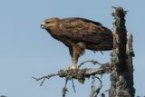 Aigle pomarin, Clanga pomarina